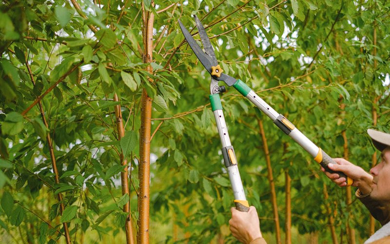 Tree trimming in Java Village, NY